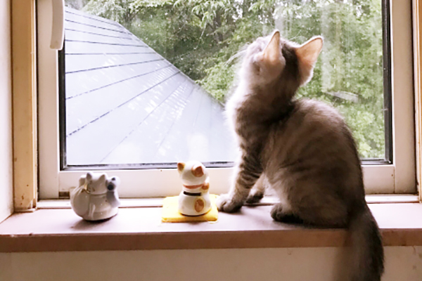 窓辺の子猫2