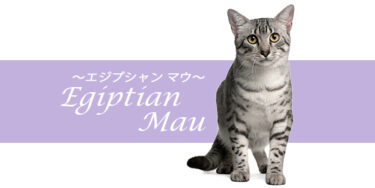 エジプシャンマウってどんな猫？特徴や性格、飼い方まで徹底解説【品種図鑑】