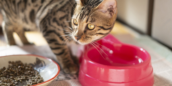 猫と水皿