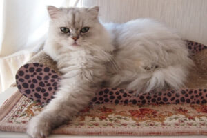 真っ白のペルシャ猫