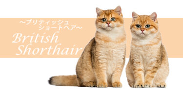 ブリティッシュショートヘア ってどんな猫？特徴や性格、飼い方まで徹底解説【品種図鑑】