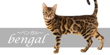 ベンガルってどんな猫？特徴や性格、飼い方まで徹底解説【品種図鑑】