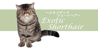 エキゾチックショートヘアってどんな猫？特徴や性格、飼い方まで徹底解説【品種図鑑】
