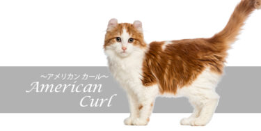 アメリカンカールってどんな猫？特徴や性格、飼い方まで徹底解説【品種図鑑】