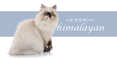 ヒマラヤン ってどんな猫？特徴や性格、飼い方まで徹底解説【品種図鑑】
