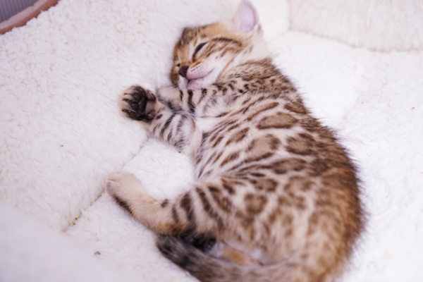 眠る子猫ベンガル