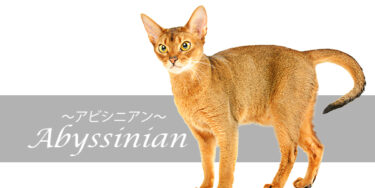 アビシニアンってどんな猫？特徴や性格、飼い方まで徹底解説【品種図鑑】