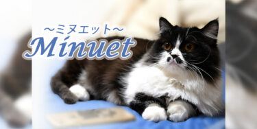ミヌエットってどんな猫？特徴や性格、飼い方まで徹底解説【品種図鑑】
