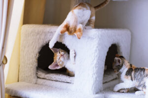 デボンレックス_2_little-devonrex-kittens-play-on-a-big-cat-playing-toy
