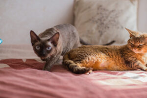 デボンレックス_2_two-devonrex-cats-on-the-bed