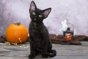 デボンレックス_2_garland-pumpkin-and-black-devonrex-kitten
