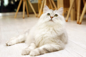 ペルシャ猫_2_adorable-pet-persian-cat
