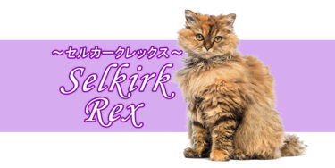 セルカークレックスってどんな猫？特徴や性格、飼い方まで徹底解説【品種図鑑】