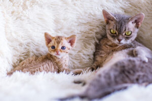 デボンレックス_2_mother-cat-devonrex-protects-her-kitten