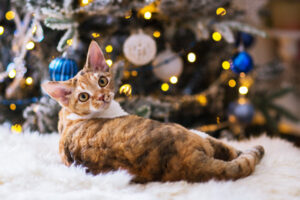 デボンレックス_2_portrait-of-a-devonrex-cat-in-the-background-a-christmas-tree-in-lights-and-toys