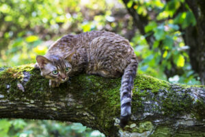デボンレックス_2_cat-devon-rex-sits-on-a-log-in-the-forest