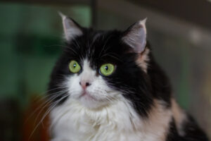 ペルシャ混血beautiful-cat-of-the-persian-breed-metis-on-a-dark-background-looks-into-the-distance-black-and-white-color-green-eyes-close-up-selective-focus