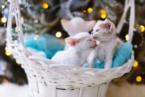 デボンレックス_2_three-white-devon-rex-kittens-in-a-basket-one-kissing-the-other