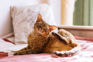 デボンレックス_2_devonrex-cat-lies-on-the-bed-and-scratches-his-ear